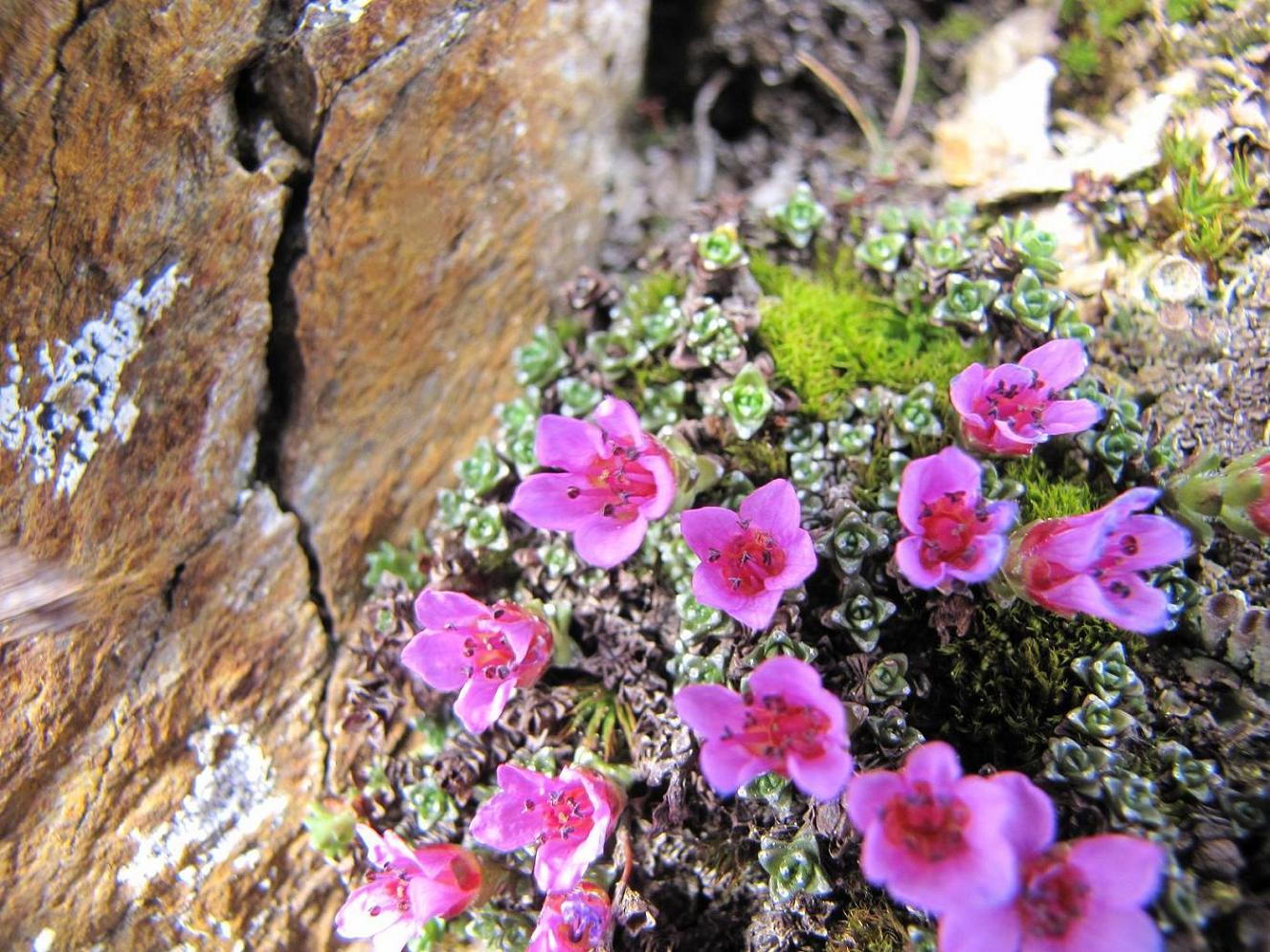 Saxifraga oppositifolia / Sassifraga a fg. opposte